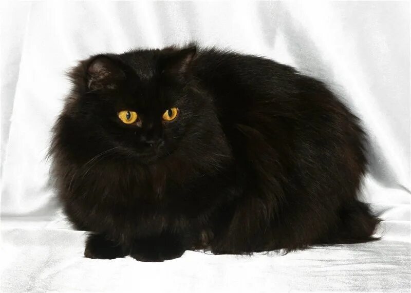 Персидская Сибирская длинношерстная черный. Персидско Сибирская кошка черная. Сибирская длинношерстная кошка черная. Длинношерстный британец кот черный. От персидской кошки с шоколадной окраской