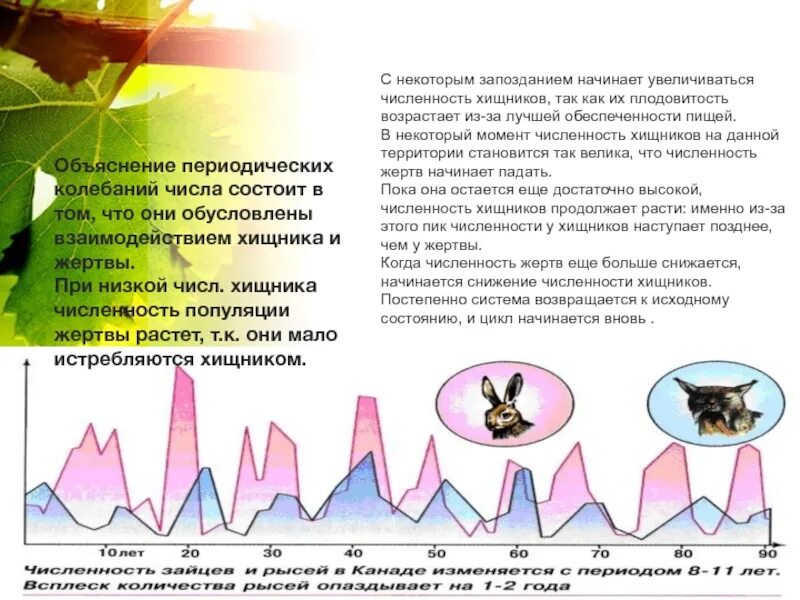 Колебание численности особей в популяциях хищников и жертв. Взаимосвязь колебаний численности популяций в системе хищник жертва. Колебания численности популяции кошек. Как соотносятся колебания численности хищников и их жертв. Как изменится численность мышей и коз