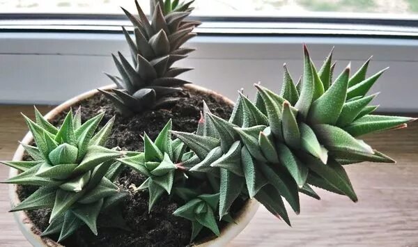 ECOPOTS кашпо настольное, Живые растения в Санкт-Петербурге, купить по цене 9900