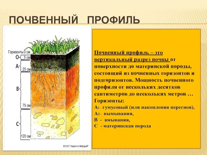 Назови слою. Строение почвы подвесные горезонты. Строение почвы почвенные горизонты. Строение профиля почвы. Почвенный профиль это вертикальный разрез почвы.