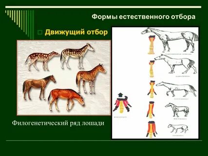 5 примеров естественного отбора