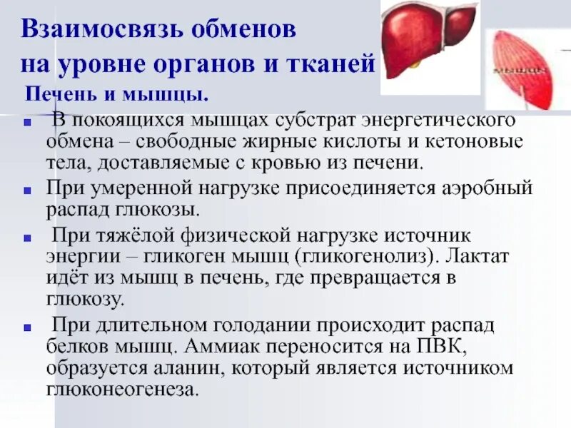 Жирные кислоты в печени. Печень и мышцы взаимосвязь. Взаимосвязь органов и мышц. Взаимосвязь печени и мышц в обмене. Мышцы печени.