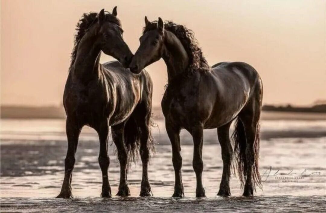 Мир лошадей. Самые прекрасные кони парные. Парные лошади. Стройные красивые кони парные.