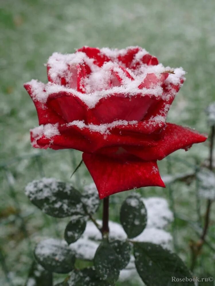 Красные цветы зимние розы. Розы на снегу. Зимняя роза. Красная роза на снегу. Красивые розы на снегу.