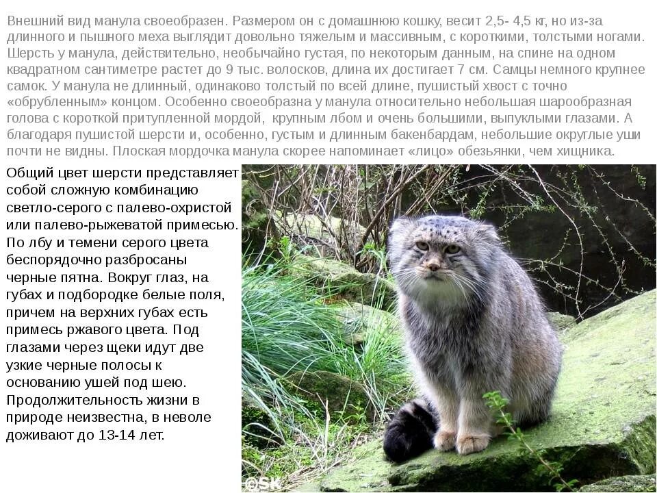 Какой плотности достигает шерсть сибирского манула. Дикий лесной кот манул. рассказ о животных из красной книги манул. кот манул в степи. характер манула кота.