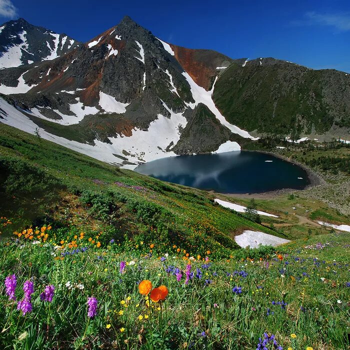 алтайские красоты. озеро ситр алтай. высокогорье алтая. катунский заповедник альпийские луга. горно алтайск природа.