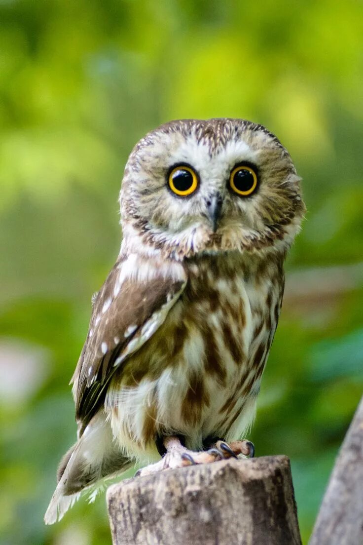 Филин bubo bubo linnaeus, 1758. Покажи саву. Покажи саву. Покажи саву. Фаун сова.