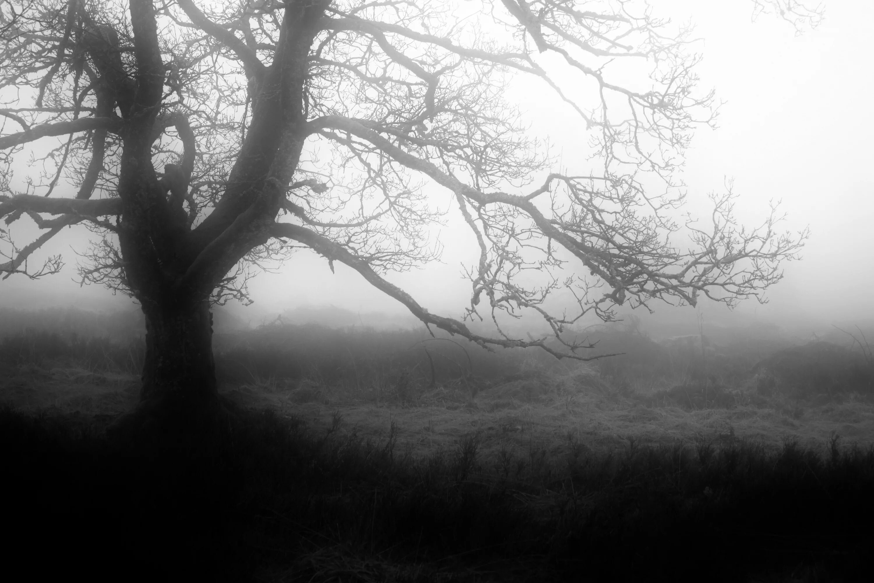Ветвь туманного дерева. Депрессивная природа. Депрессивные деревья. Депрессия природа. Туман депрессия.