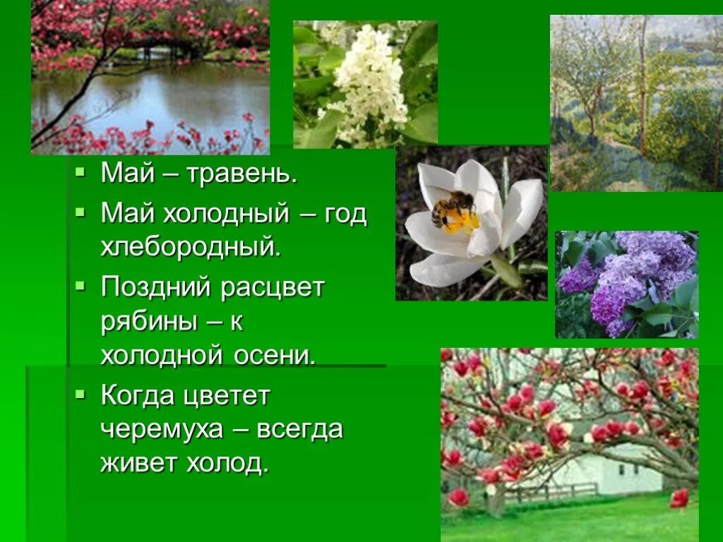 Май холодный год хлебородный. Пословицы и поговорки о мае. Приметы мая для дошкольников. Народные приметы. Май холодный год плодородный.