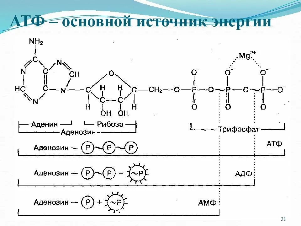 Структура АТФ биохимия. Строение молекулы АТФ биология. Химическая структура АТФ. Химическая структура АТФ биохимия.