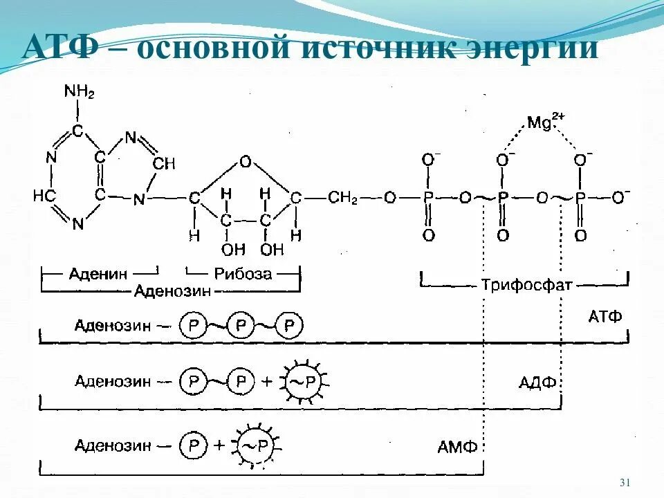 Рисунок молекулы атф. Структура АТФ биохимия. Строение молекулы АТФ биология. Химическая структура АТФ. Химическая структура АТФ биохимия.