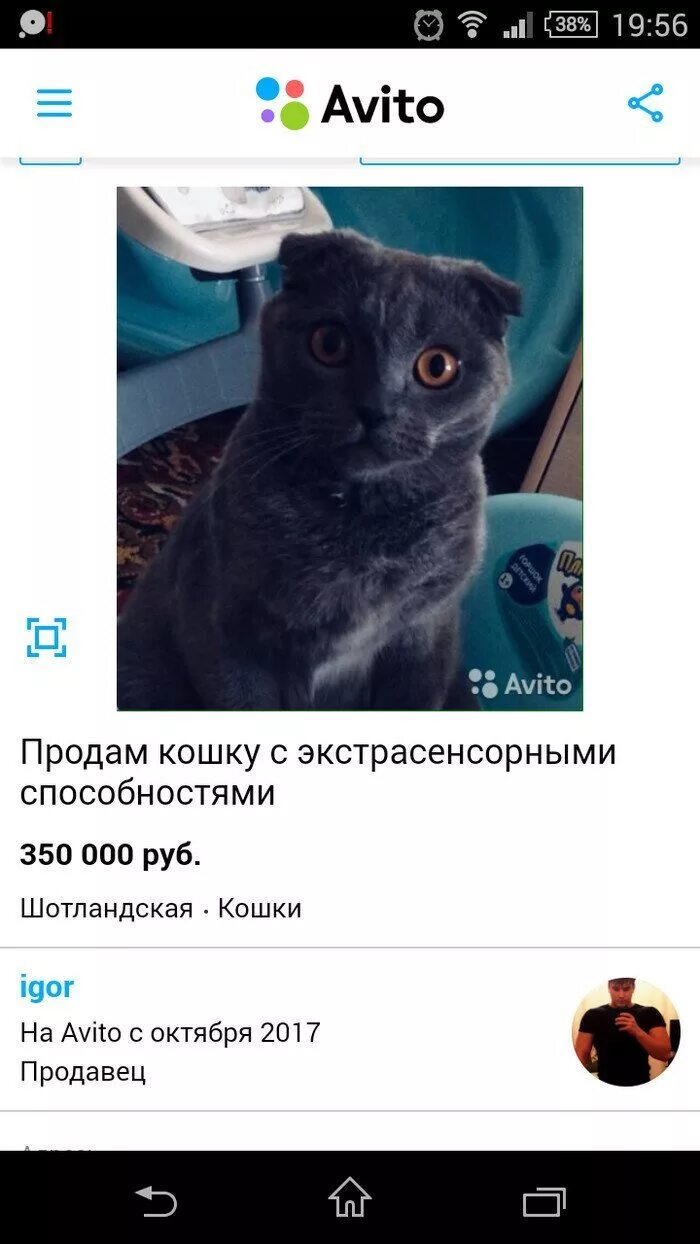 Продают кошек. Авито коты. Объявление кот экстрасенс. Смешное объявление про кота на авито. Продается кошка отзывы