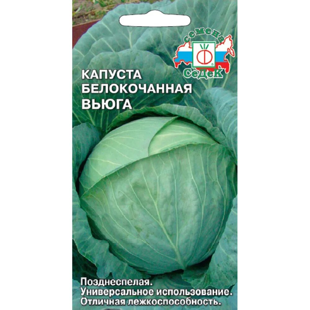 Капуста вьюга описание сорта. Семена капусты белокочанная СЕДЕК. Капуста вьюга. Семена капуста вьюга, 0,5 г СЕДЕК. Капуста вьюга Сибирский сад.