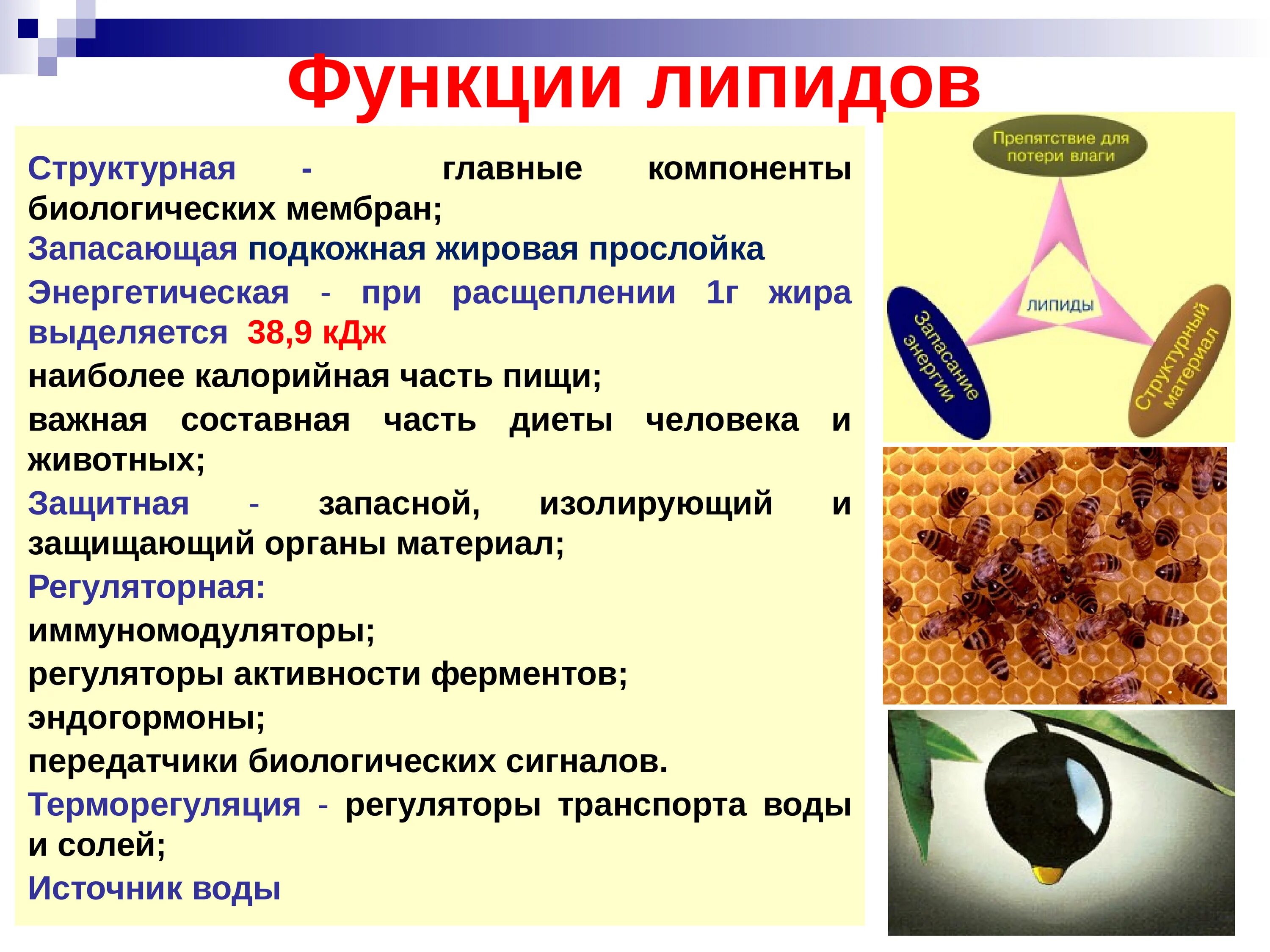 Функции липидов. Структурная функция липидов. Функции липидов в организме человека. Регуляторная функция липидов.