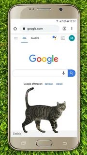 Приложение для кошек