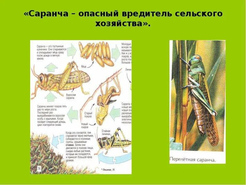 Сообщение о саранче. Доклад про саранчу. Что обозначает слово саранча. Сообщение о саранче. Слово саранча.
