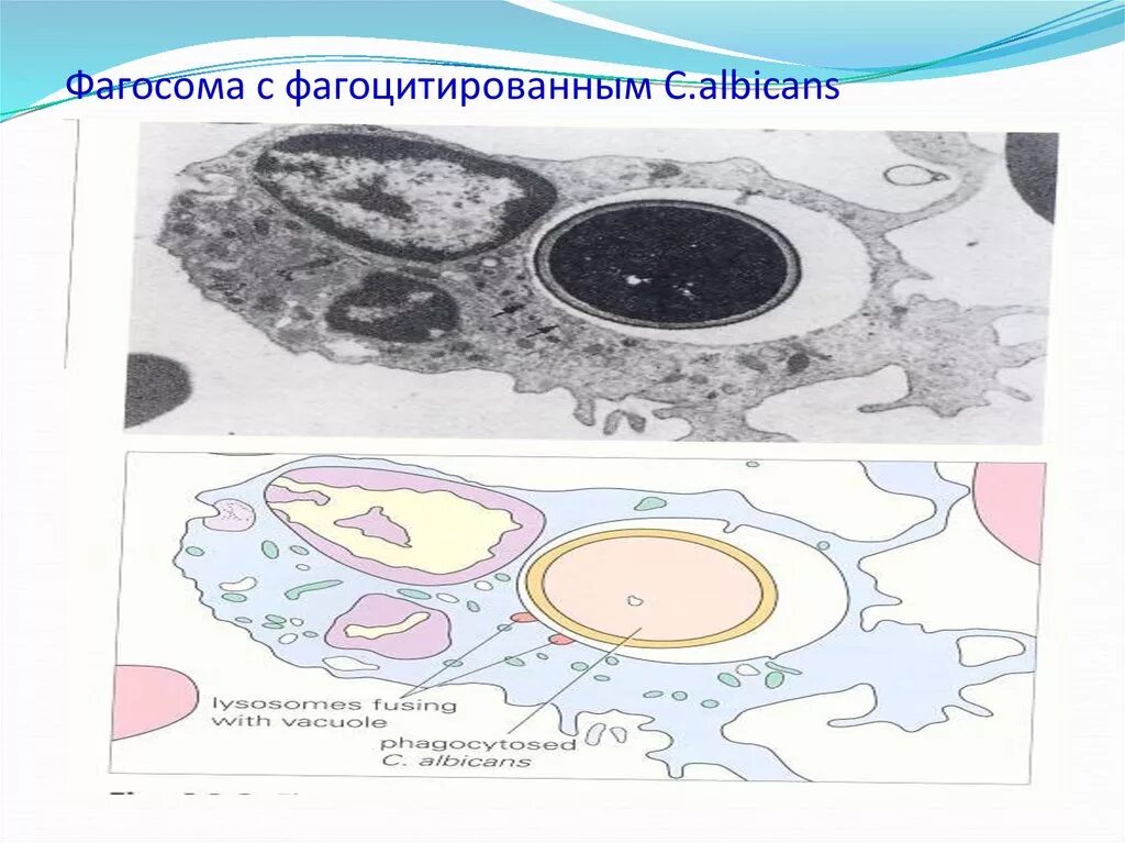 Фагосома. Слияние фагосомы и лизосомы. Образование фагосомы. Образование фаголизосомы схема. Фаголизосома