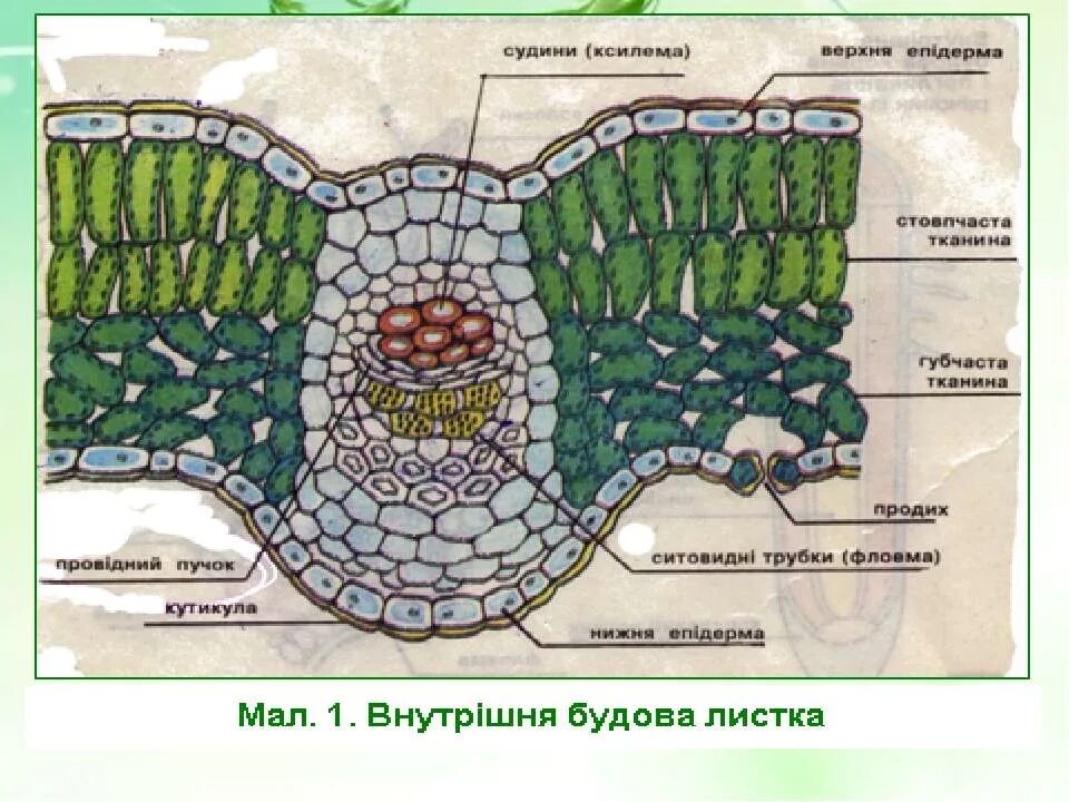 Строение листа камелии. Внутрішня будова листка. листок в разрезе. внутреннее строение листа рисунок с подписями. строение клетки срез лист.