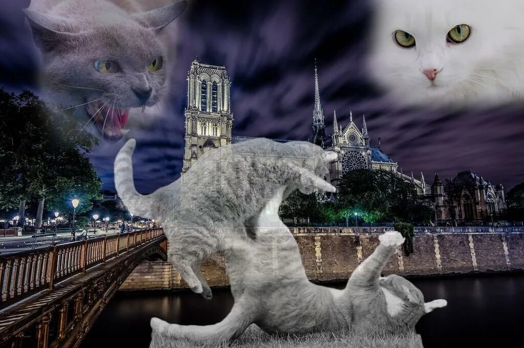 Bill frisell guitar rig. Кошки и блюз. Bill frisell 1992 this land. Кошачий блюз. Кот брюс барнаул.