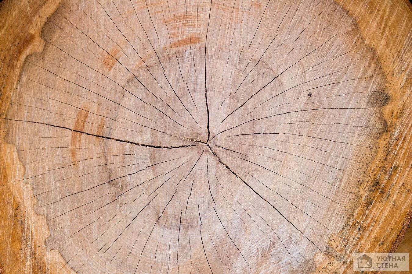 Свежий срез. Браун Вуд (Brown Wood). Круглый спил дерева. Срез дерева. Красивый срез дерева.
