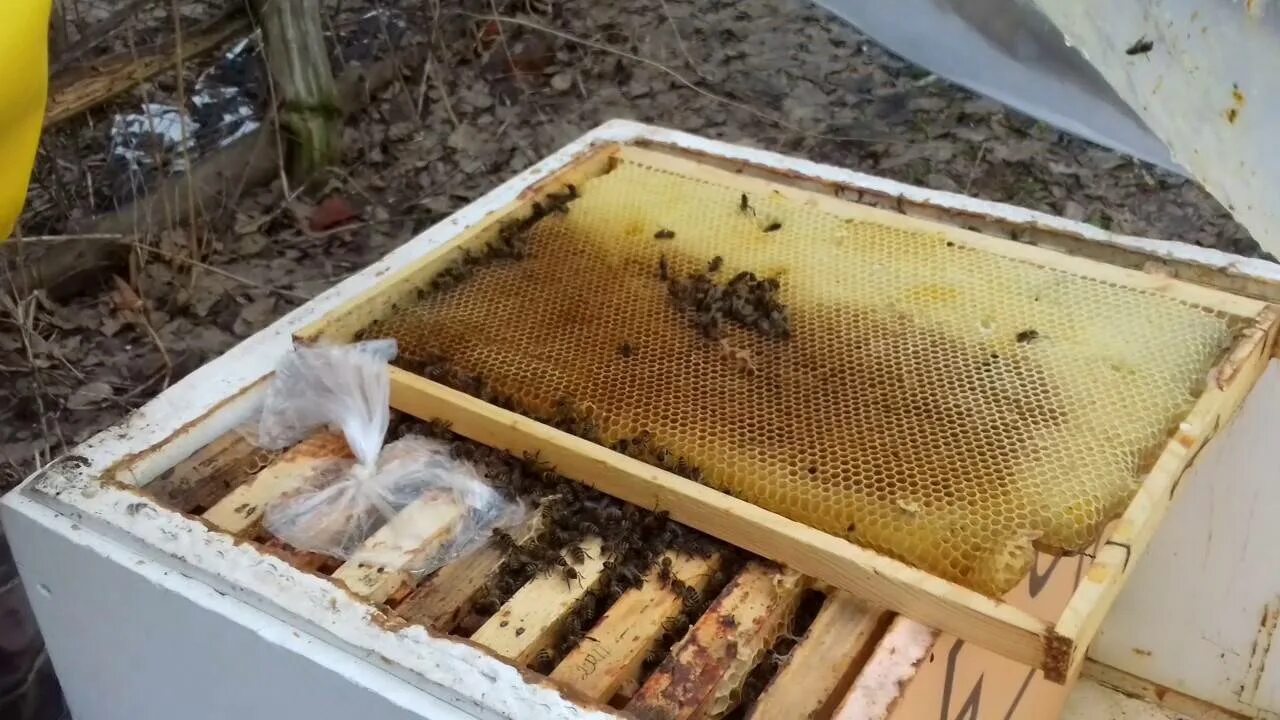 Весенняя подкормка пчел сиропом. Канди подкормка для пчел. Подкорм пчел. Кормушки медовые для пчел. Улей для пчел.