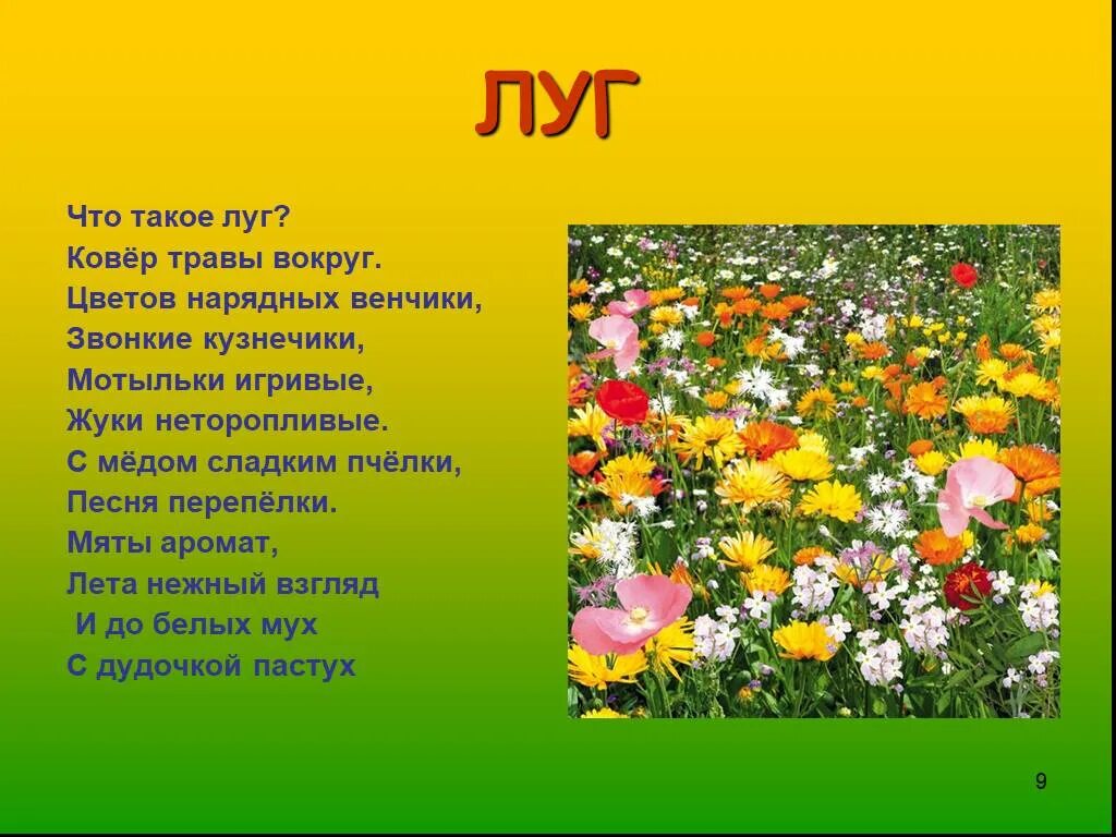 Что символизирует луг. Стихотворение о цветах на лугу. стихотворение о луге. стихи о луговых цветах для детей. стихи про луг для детей.