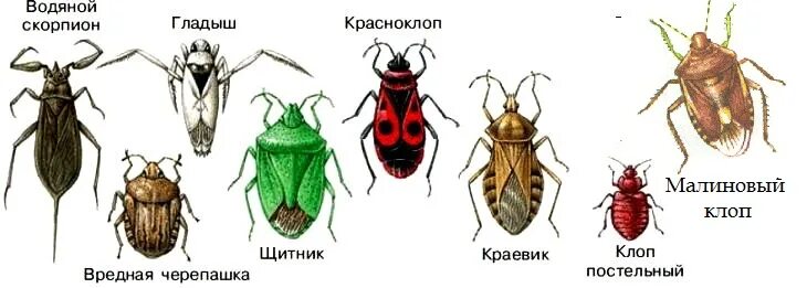 Клопы тип крыльев. Отряд полужесткокрылые представители. отряд клопы или полужесткокрылые. клопы представители отряда таблица. отряд полужесткокрылые (hemiptera), или клопы.