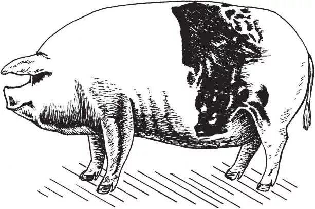 Ливенская свинья. Ливенская порода свиней. Поросенок Ливинская порода. Свинья Ливенская белая. Ливенские поросята.