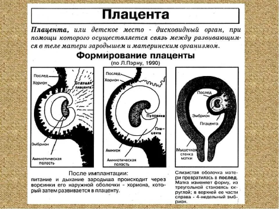 Периоды развития плаценты. Плацента ее развитие строение функции. Строение и функции плаценты Акушерство. Строение плода и плаценты. Формирует связь с организмом матери