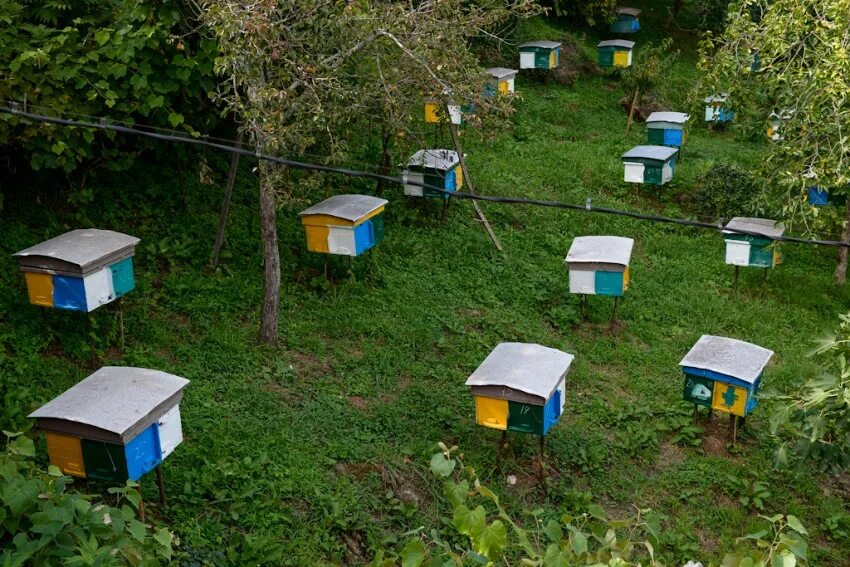 Пасека медовый рай сочи красная поляна. Гамзат гусейнов сочи пасека. Мёд пасека красная поляна. Медовая пасека в абхазии медовый двор. Пасека в сочи на красной поляне.