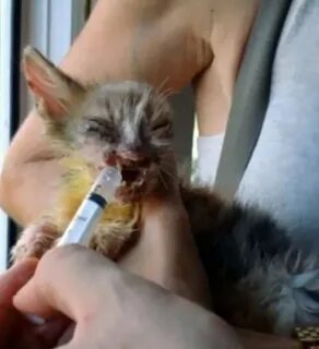 Девушка спасла кота