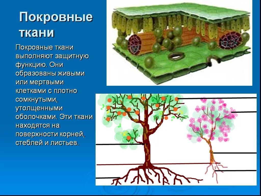 Образована живыми или мертвыми клетками. Покровная ткань защита. Защитные функции растений. Ткань выполняющая защитную функцию.