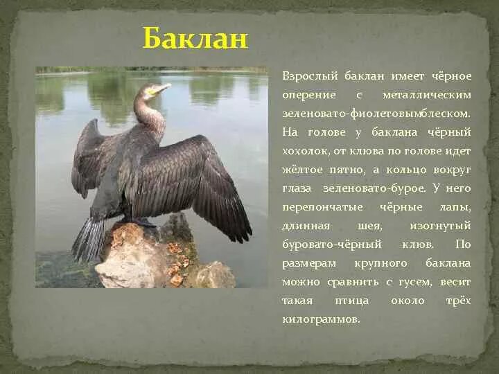 Баклан. Описание бакланов. Камышовый баклан. Рассказ о баклане. Стеллеров баклан сообщение.
