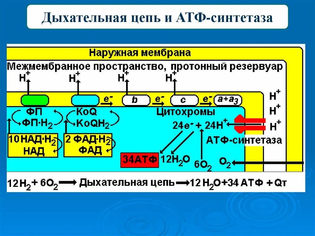 Количество цепей атф. Дыхательная цепь АТФ. Дыхательная цепь биохимия. Образование АТФ В дыхательной цепи. Дыхательная цепь механизм образования молекул АТФ.