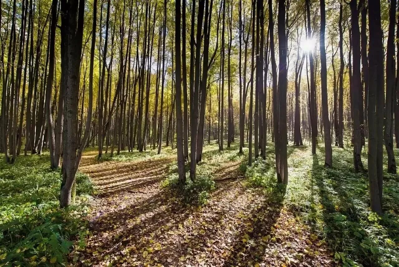 Реликтовая липовая роща. Липовый остров озеро. Липовая роща московская область. Кузедеевская реликтовая липовая роща. Лесопарк липовая роща.