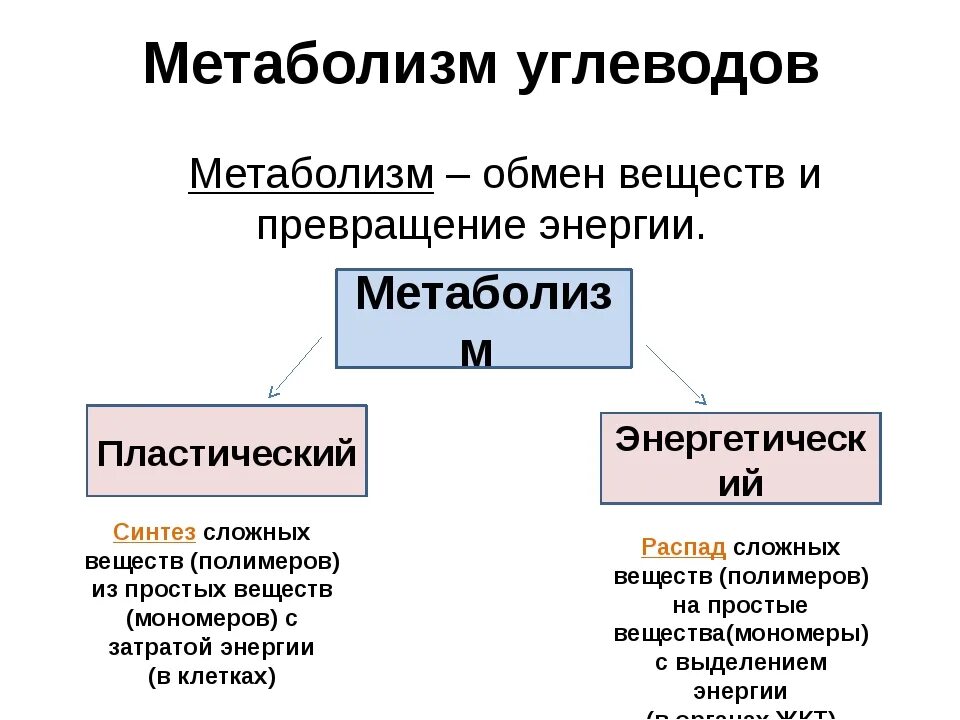 Обмен веществ. Метаболизм. Мет бол. Обмен веществ человека. Метаболизм это простыми словами у женщин