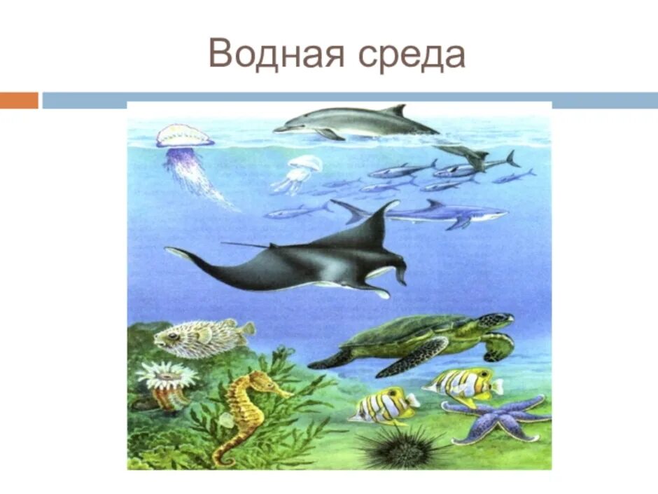 Обитатели водной среды обитания. Обитали врлной среды. Презентация водная среда. Водная среда обитатели среды. Какие животные есть в водной среде обитания