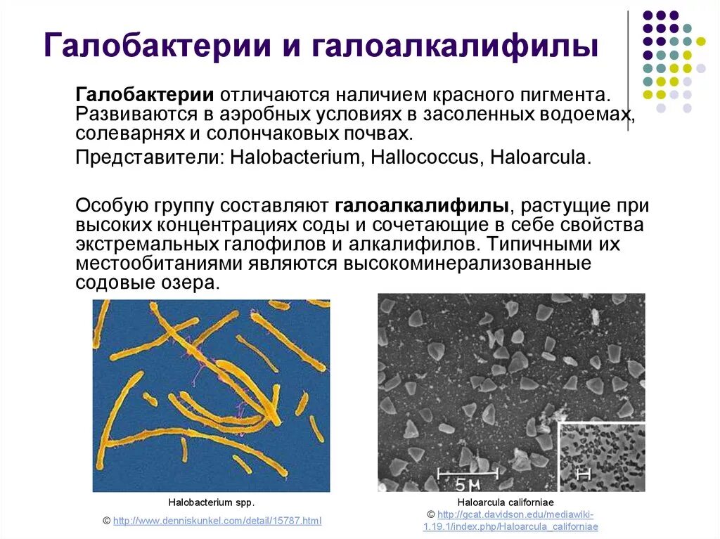 Галобактерии археи. Галофильные архебактерии. Архебактерии галобактерии. Галофилы бактерии. К какой группе относятся микроорганизмы обитающие