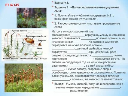 Из споры мха развивается