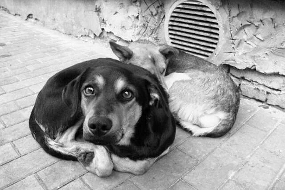 Бездомные животные. Бездомный пес. Брошенные собаки. Бездомный щенок. Жалкий щенок