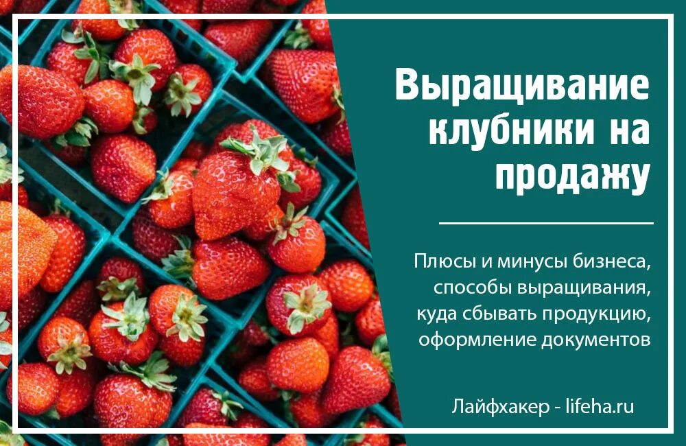 Сколько заработать на клубнике. Бизнес на клубнике. Реклама клубники. Бизнес план клубника. Продажа клубники объявление.