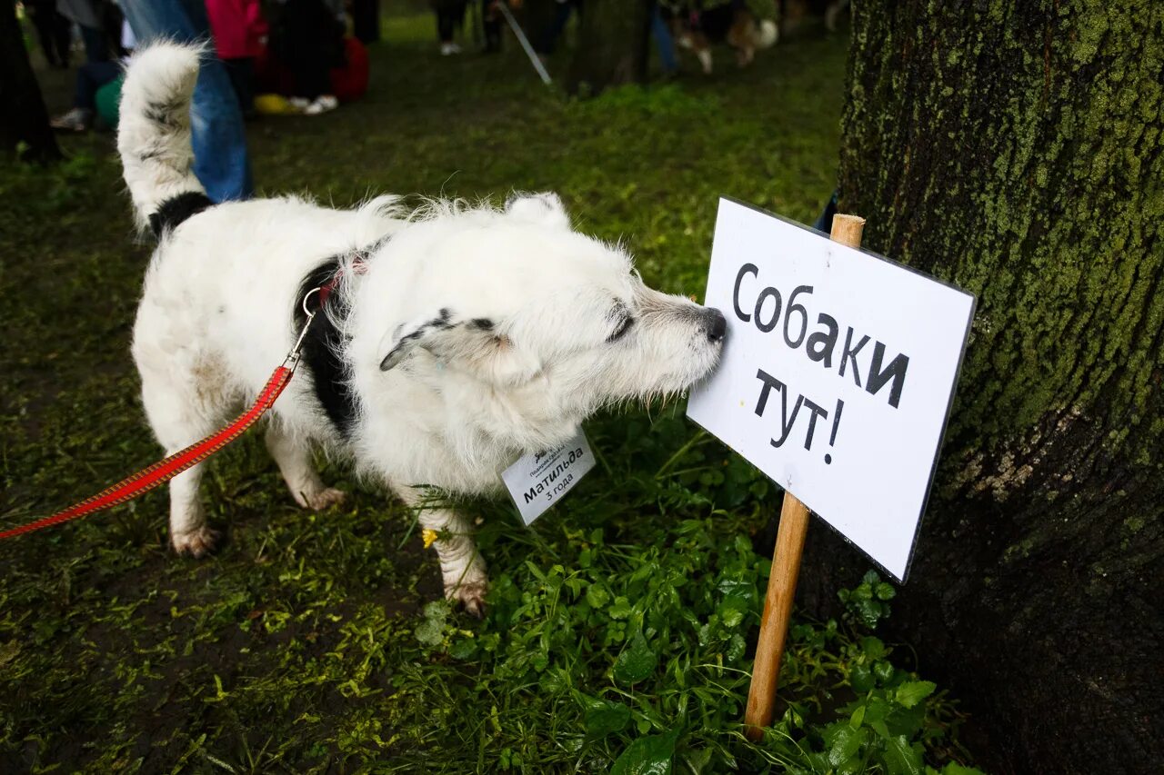 Всемпособаке.ру. Дворняга на выставке. Выставка животных из приюта. Подарки для выставки собак.