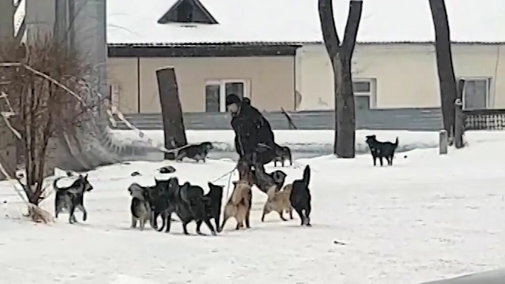 Нападение стаей. Бродячие собаки. Стаи собак нападают на людей. Бездомные собаки нападают на людей.