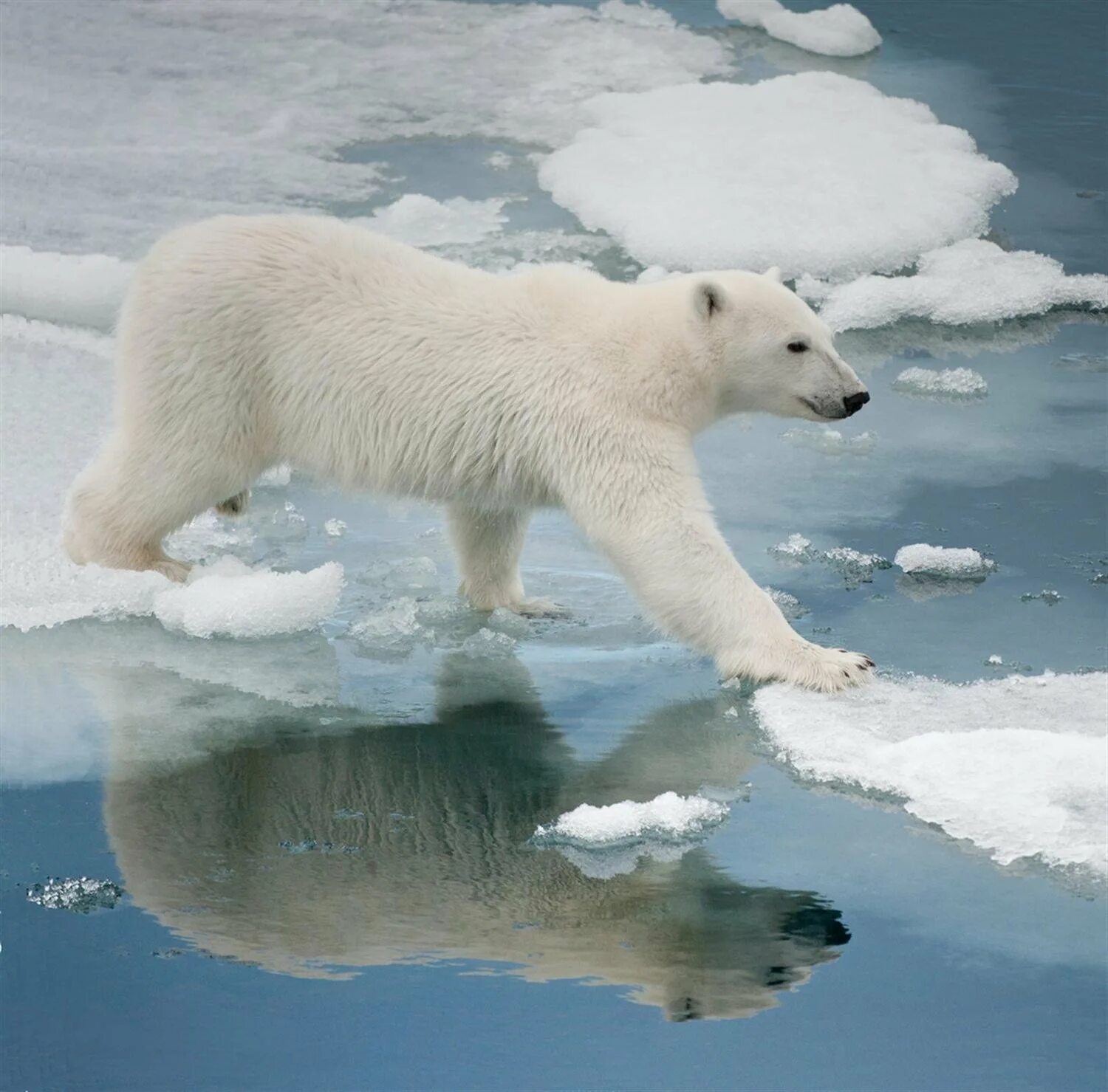 Северный Ледовитый океан белый медведь. Северный Ледовитый океан животные мир. Белый медведь (Лаптевская популяция). Животные Северного Ледовитого океана.