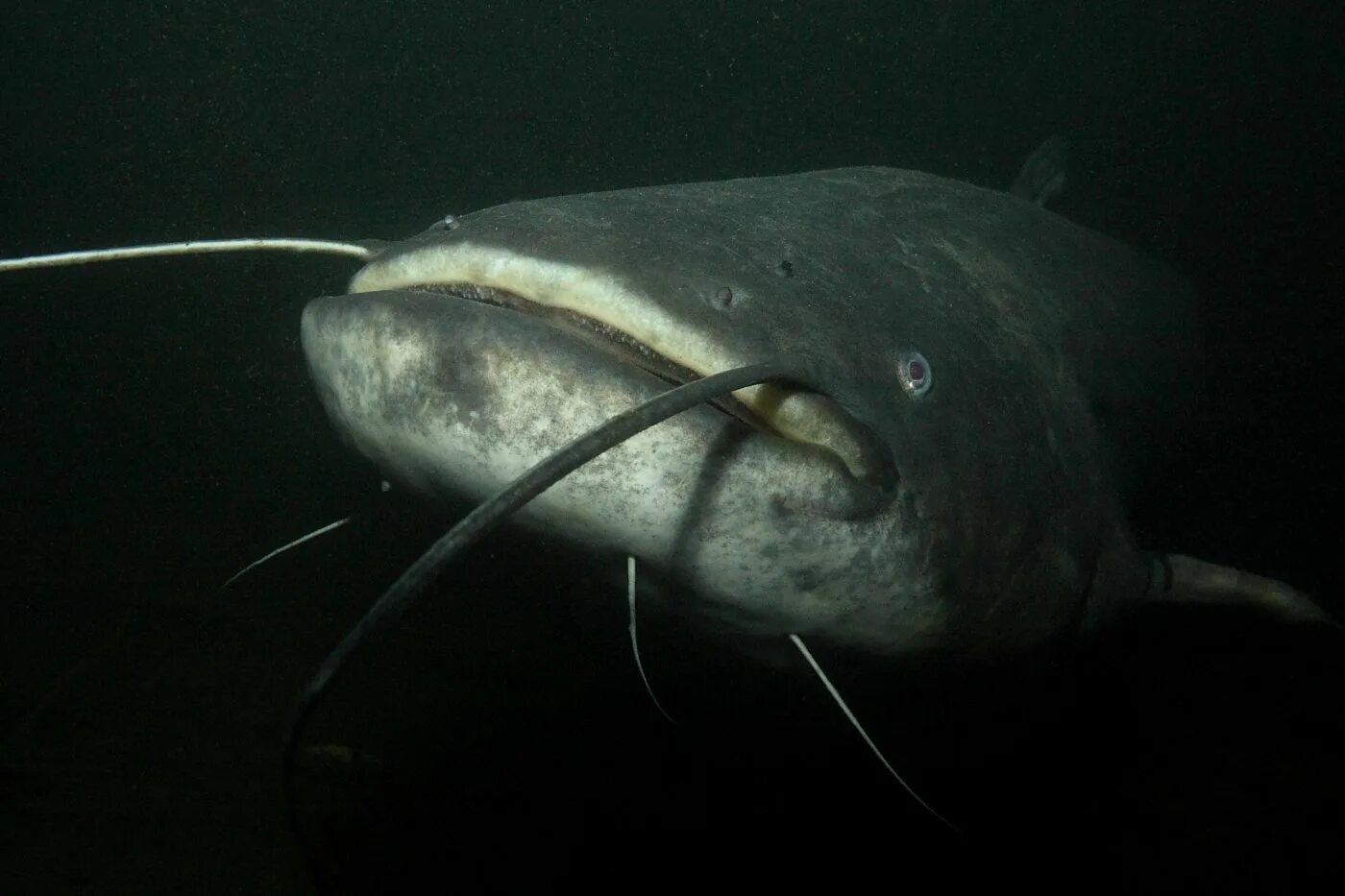 1800 сом. Сом обыкновенный Silurus GLANIS. Обыкновенный (Европейский) сом. Silurus GLANIS рыба. Морской сомик.