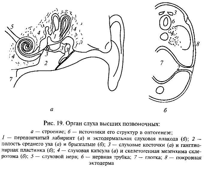 Схема органа слуха. Эволюция уха у позвоночных. Орган слуха у позвоночных животных. Строение органа слуха. Эволюция органа слуха.