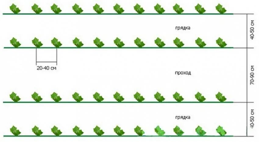 Посадка огурца в теплице расстояние. Схема посадки огурцов в закрытом грунте. Схема высадки рассады огурцов в теплице. Схема высадки огурцов на грядке в теплице. Схема посадки огурцов в открытый грунт.