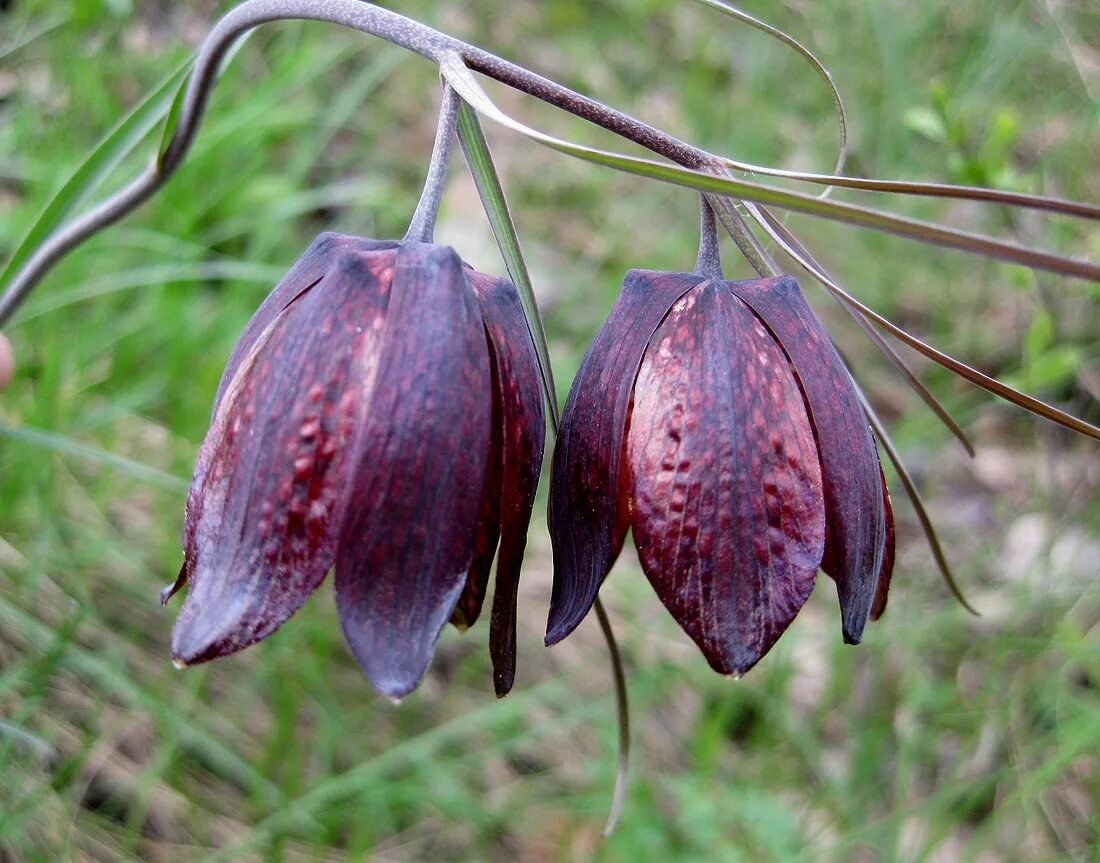 Рябчик русский fritillaria ruthenica wikstr. Растения рябчик русский. Рябчик полевой. Растения рябчик русский. Рябчик русский fritillaria ruthenica.
