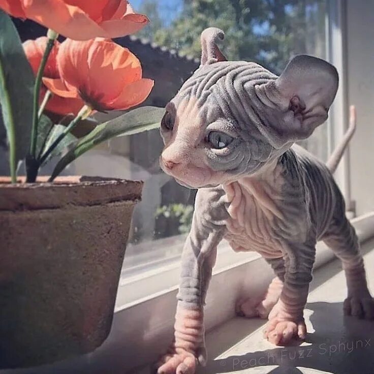 This Cat Looks Like A Supervillain That Would Stroke Another Cat While Telling Y