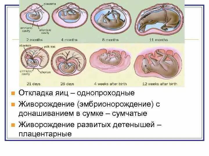 Где и как развивается плод млекопитающих. Развитие млекопитающих. Этапы развития млекопитающих. Развитие плацентарных млекопитающих. Этапы формирования зародыша млекопитающих.